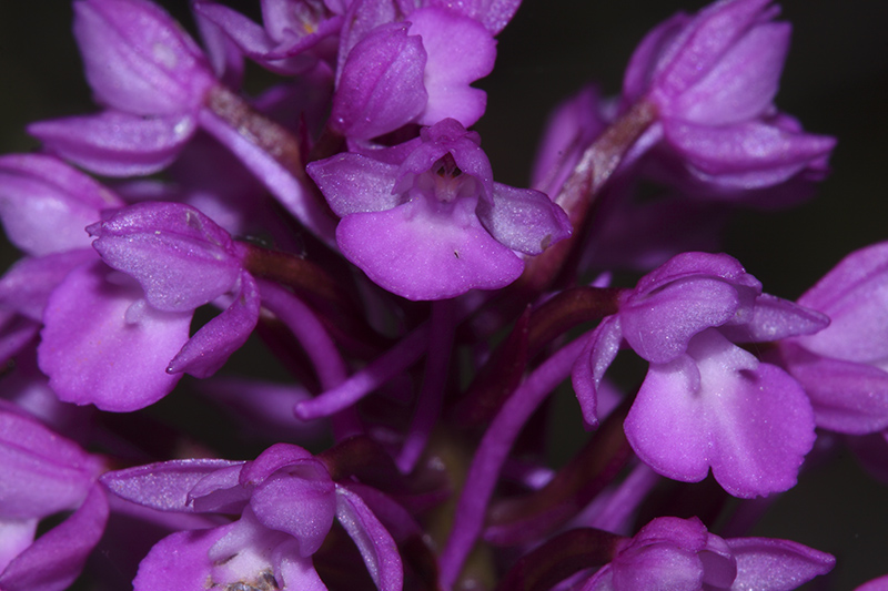 Gymnadenia x anacamptis ?